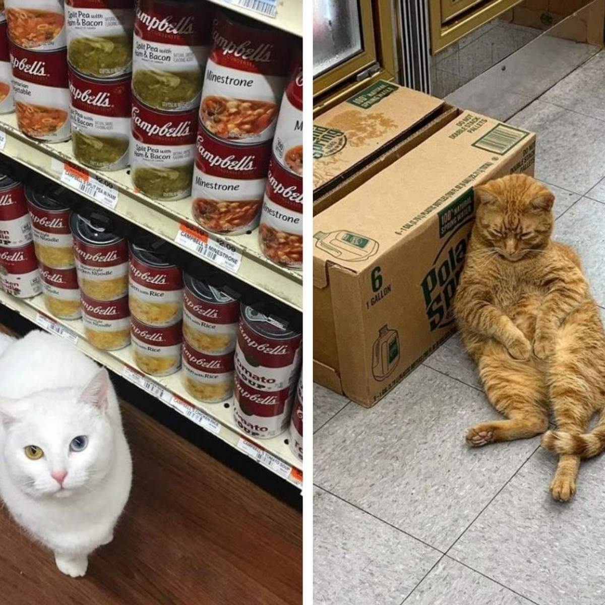 Кошка В Магазине Фото