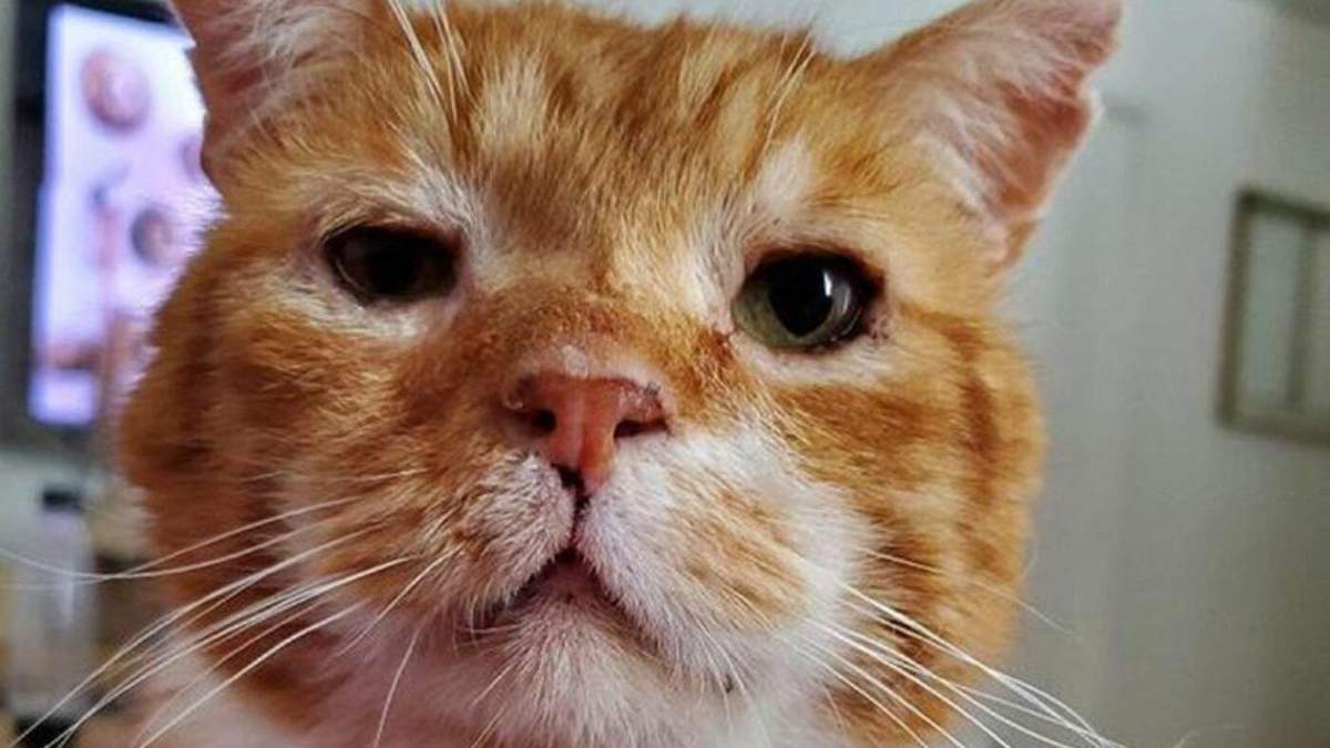 Замерзшего кота спасли и отдали в заботливую семью: щемящие фото Замерзшего кота спасли и отдали в заботливую семью: щемящие фото
