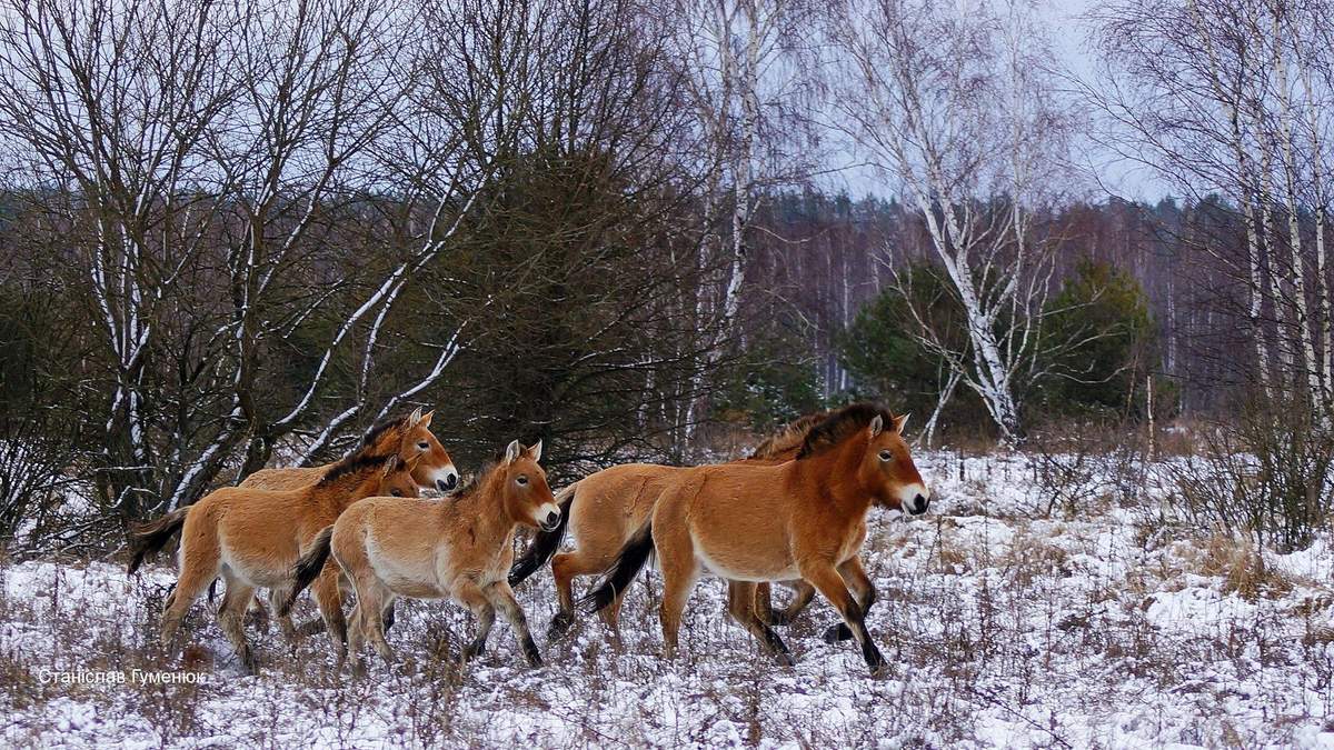Лошадей Пржевальского заметили зимой в Чернобыльской зоне: фото