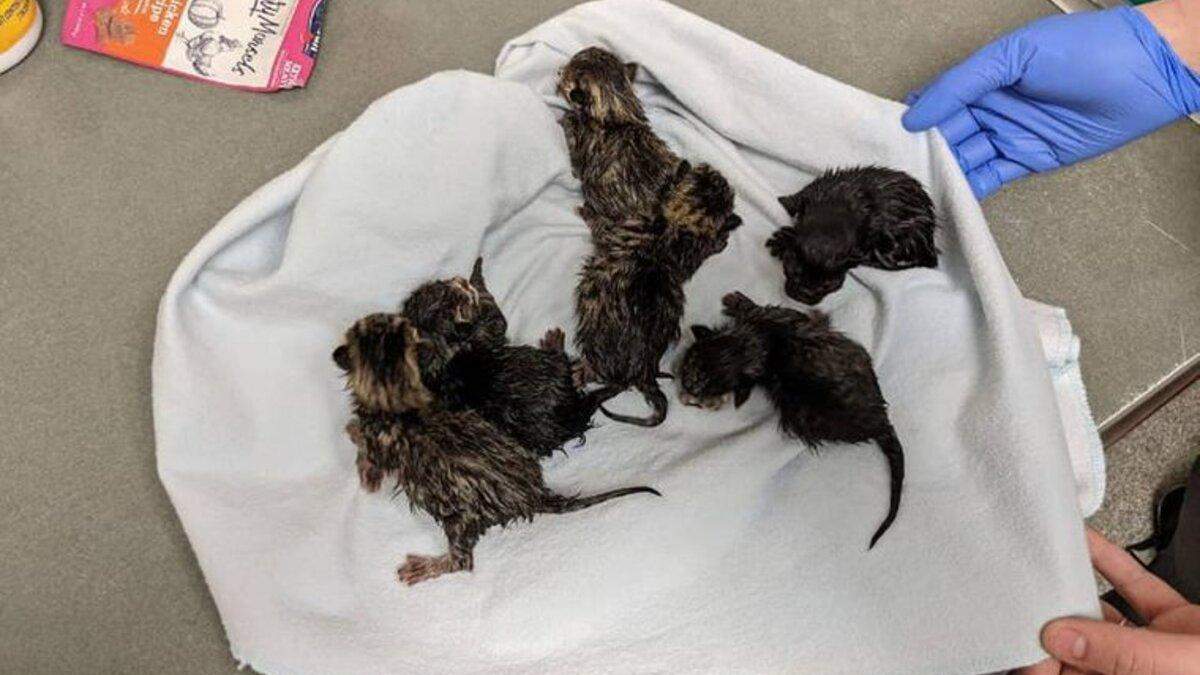 Полицейские нашли в подозрительной сумке кошку с котятами Полицейские нашли в подозрительной сумке кошку с котятами