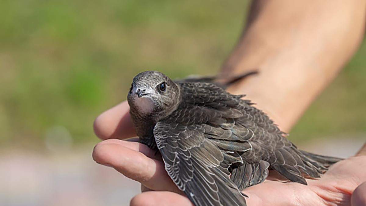 Птаха, яка не вміє ходити: цікаві факти про чорного стрижа