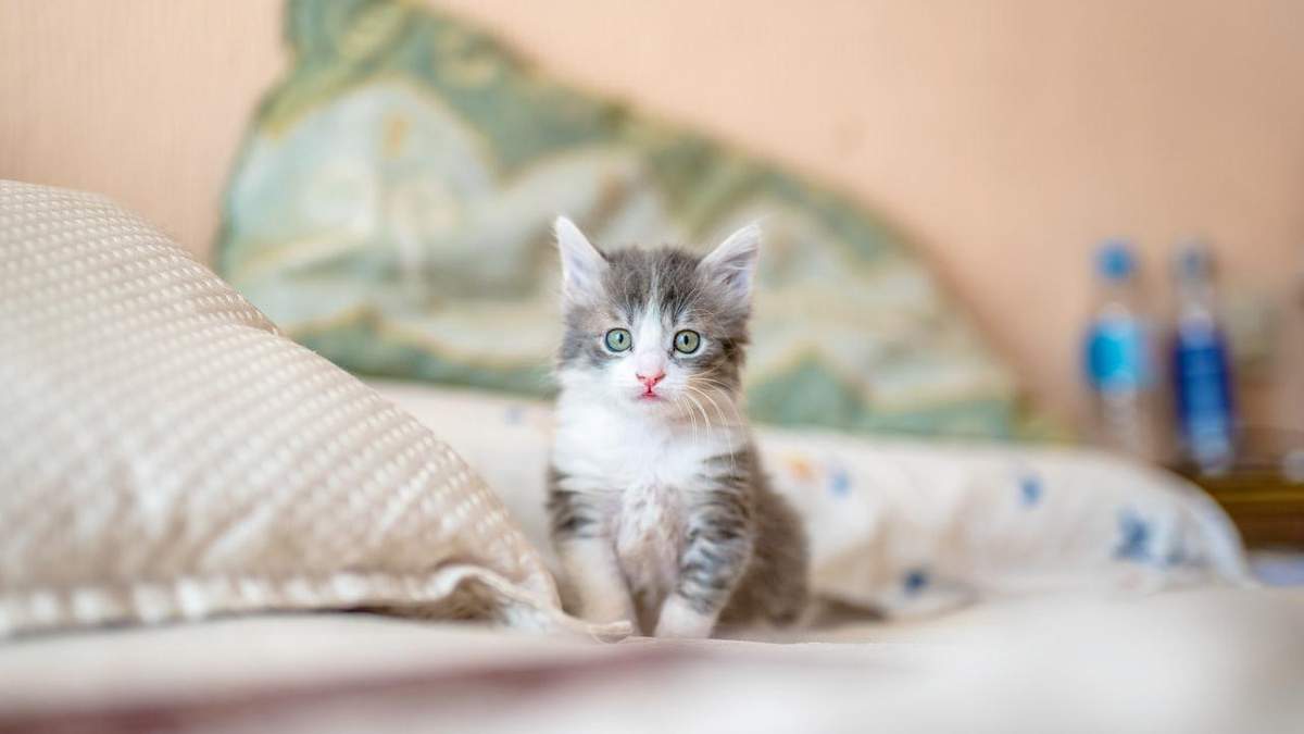 Как определить пол котенка: 5 эффективных методов с фото Как определить пол котенка: 5 эффективных методов с фото
