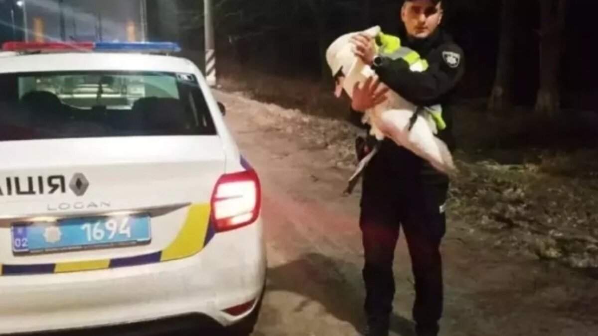 У Вінницькій області врятували лебедя У Вінницькій області врятували лебедя