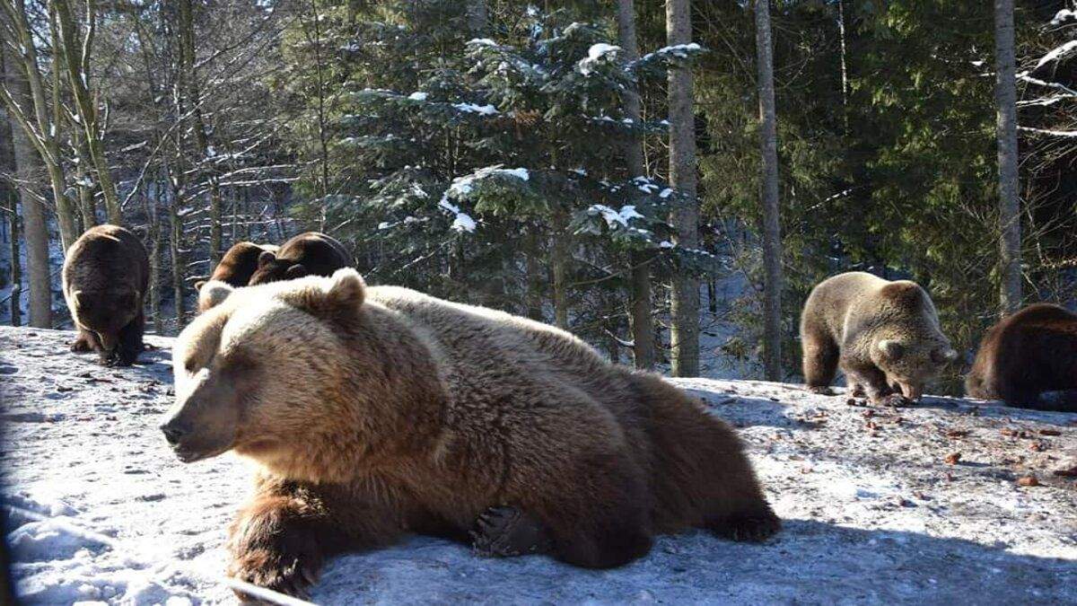 Медведи проснулись от зимней спячки в Синевире Медведи проснулись от зимней спячки в Синевире