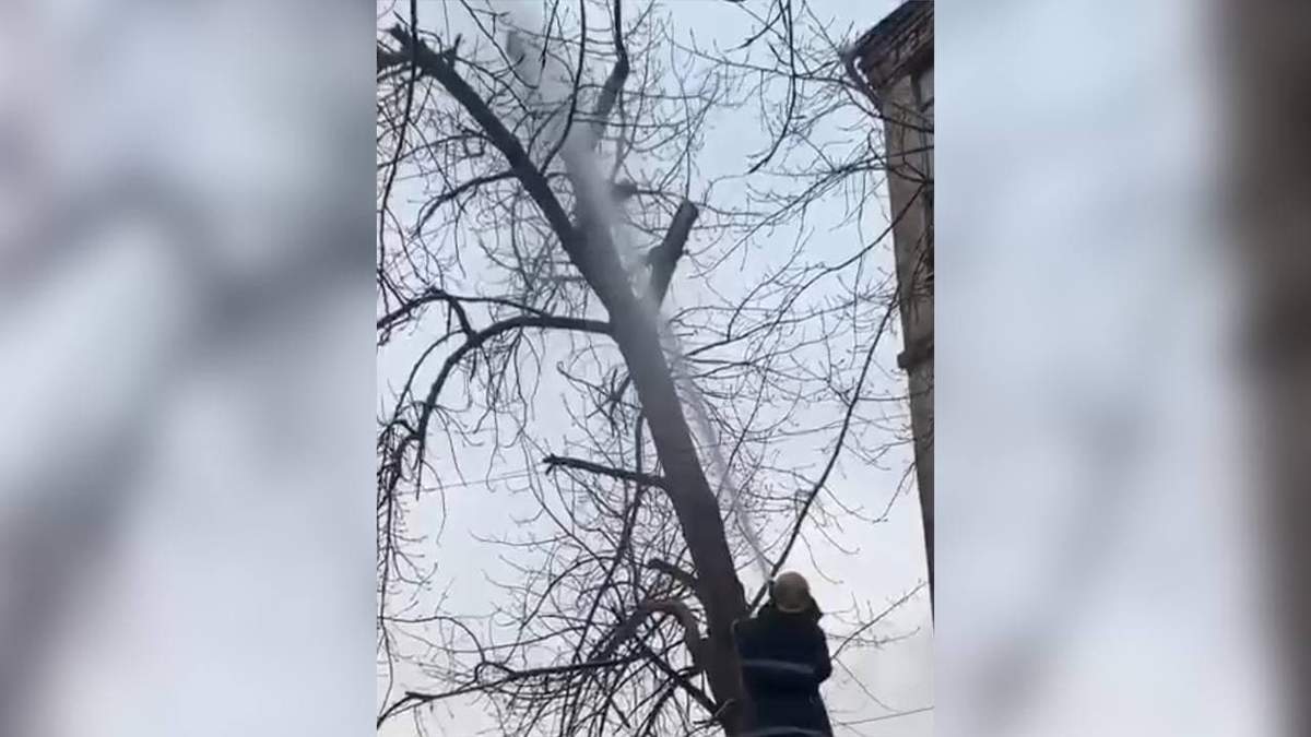 У Кривому Розі кішку збили з дерева струменем води: що сталося У Кривому Розі кішку збили з дерева струменем води: що сталося