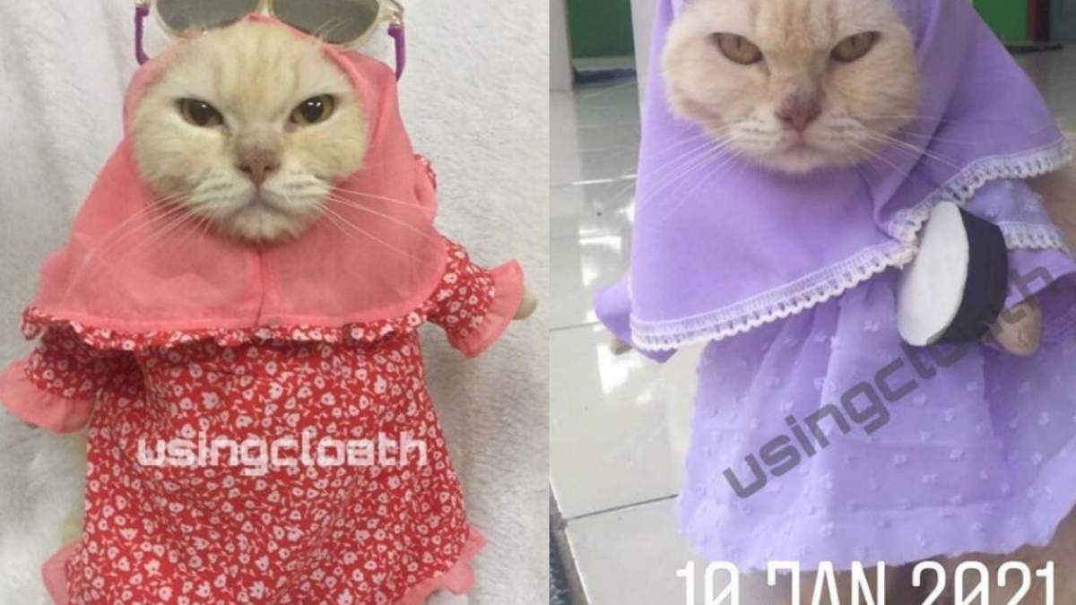 Кішки у хіджабах підкорили мережу: фото Кішки у хіджабах підкорили мережу: фото