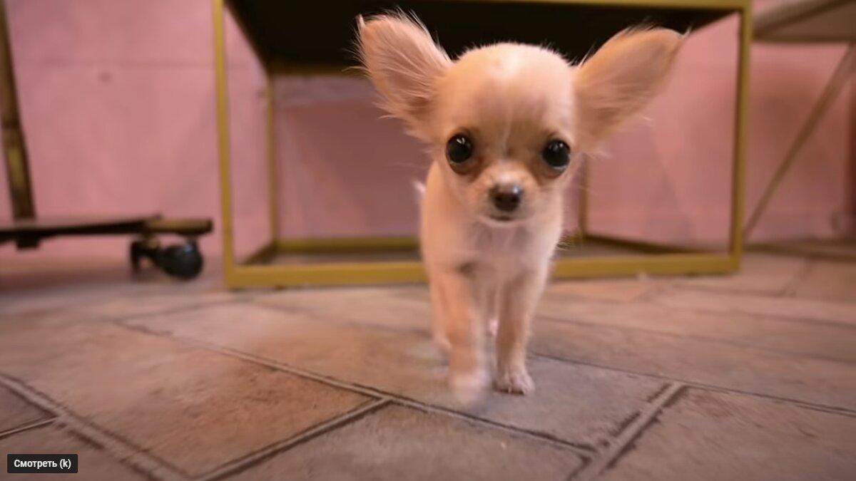 Впервые у парикмахера: видео со щенком просмотрели 2 миллиона человек