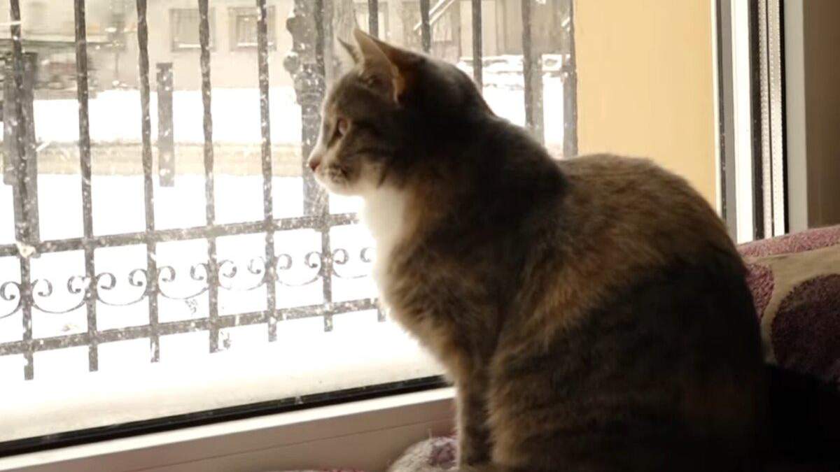 Приют для кошек в Киеве: как выглядит кошачий рай