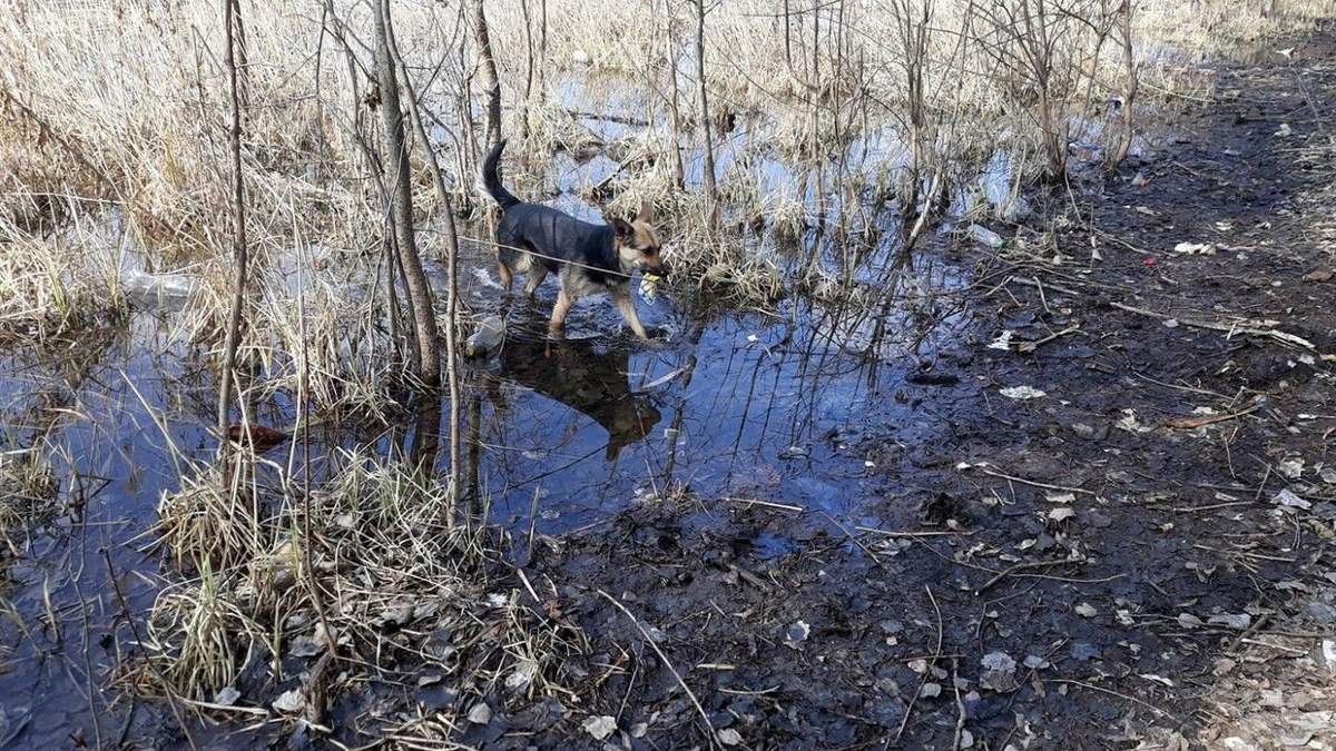 У Сумах розумний собака чистить річку від сміття У Сумах розумний собака чистить річку від сміття