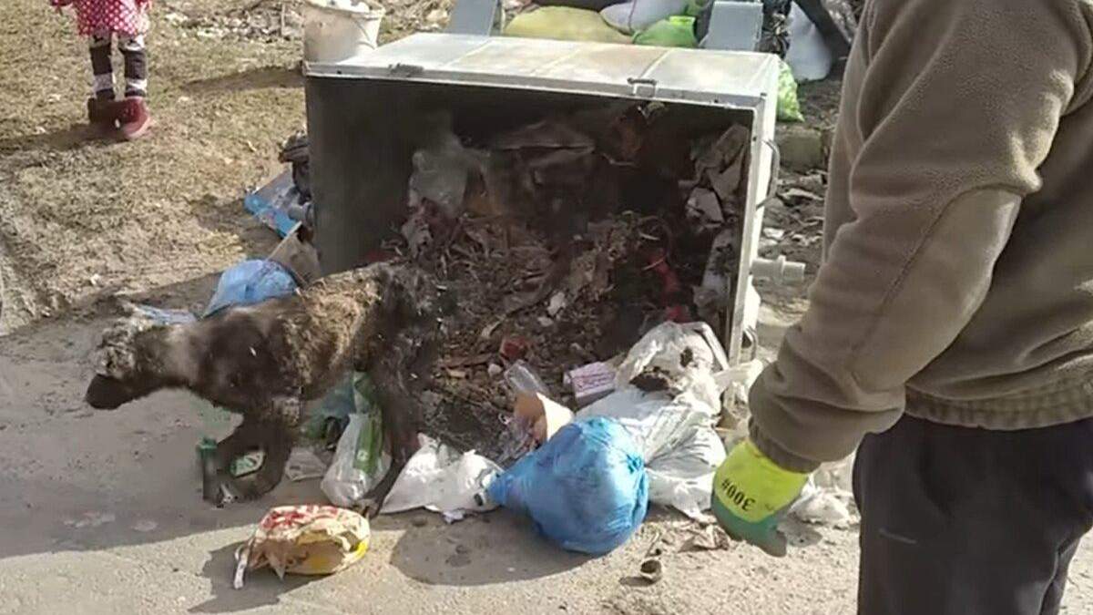 В Полтаве нашли собаку в мосорном баке и теперь ей ищут новый дом В Полтаве нашли собаку в мосорном баке и теперь ей ищут новый дом