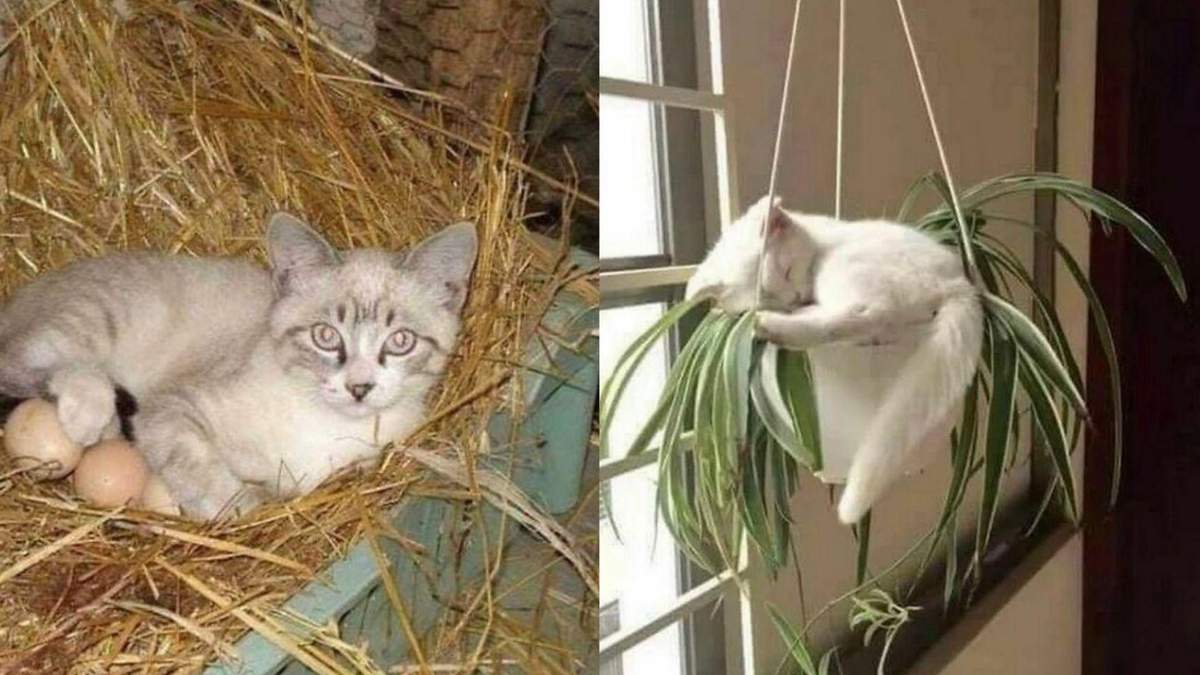 Неожиданные места, в которые залезли кошки: фото Неожиданные места, в которые залезли кошки: фото