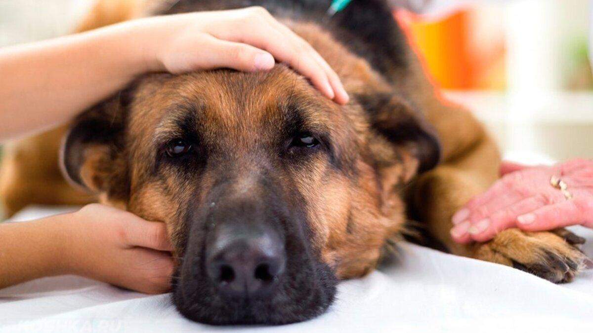 Отравление собаки: симптомы и первая помощь