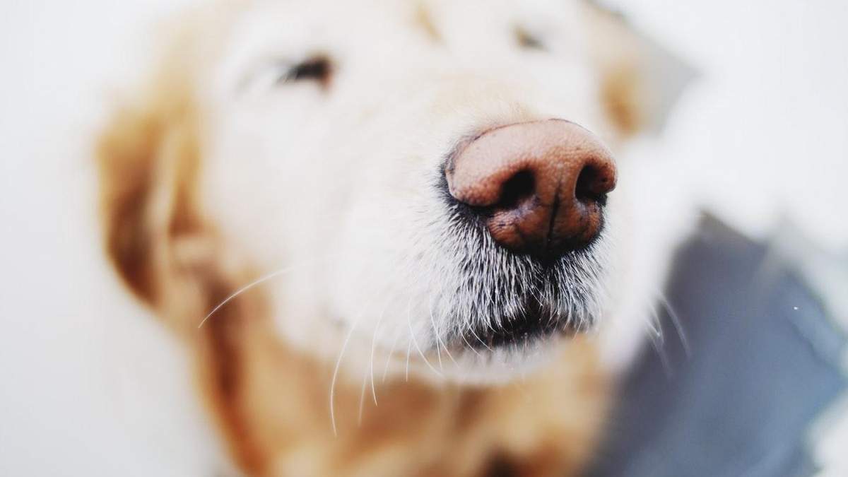 Приложение, которое поможет найти потерянных собак по отпечатку носа