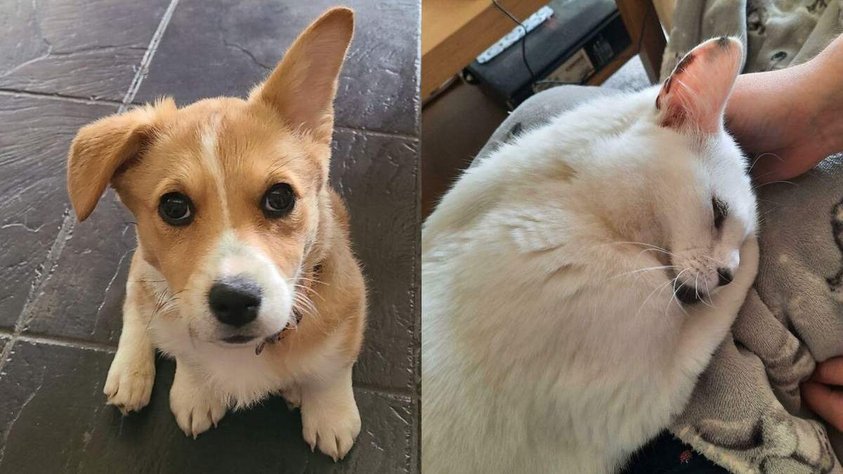 Наймиліші тварини, яких всиновили з притулку: фото, що надихають Наймиліші тварини, яких всиновили з притулку: фото, що надихають