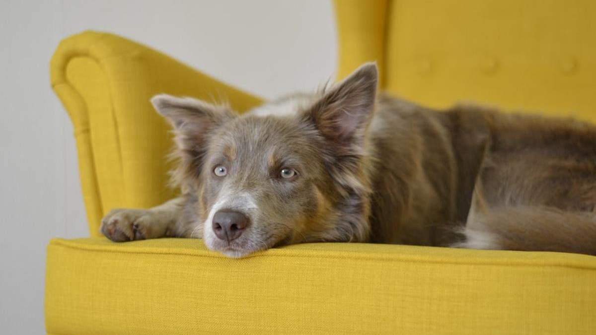 Как приучить собаку держаться подальше от мебели