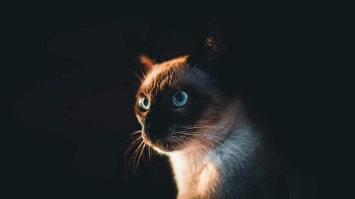 Сиамский кот: история породы, характер и стандарт внешности 