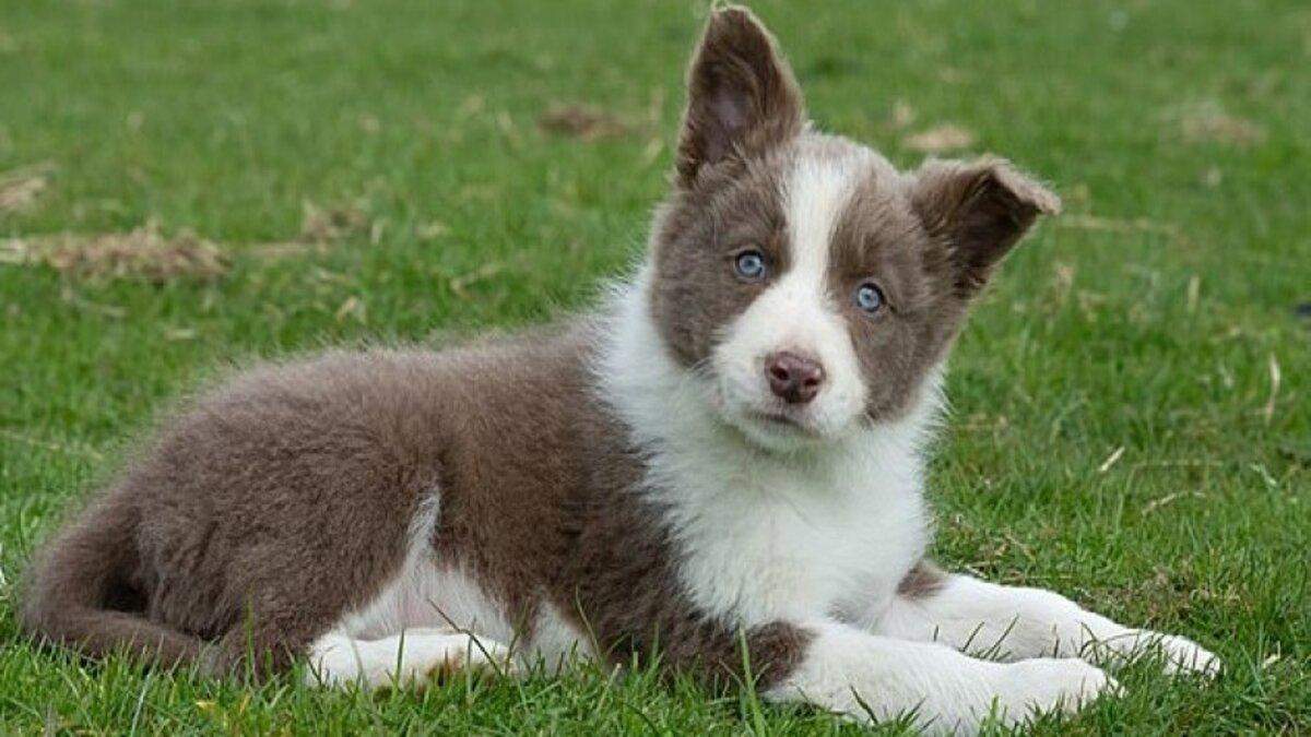 Найдорожчий собака: бордер-колі продали за 10 тисяч доларів