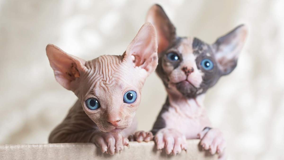 5 порід котів, які мають справді великі вуха