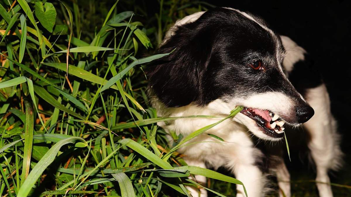 Чому собаки їдять траву: на які хвороби вказує поїдання трави