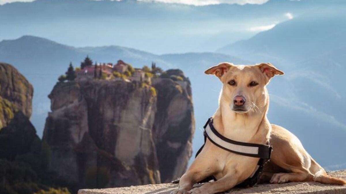 Собака Чапаті з Києва відвідала 30 країн і встановила рекорд