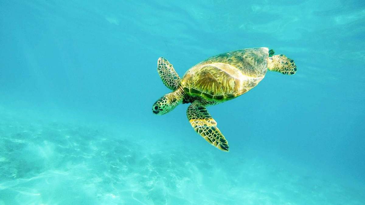 День морських черепах 16 червня: маловідомі факти про цих тварин