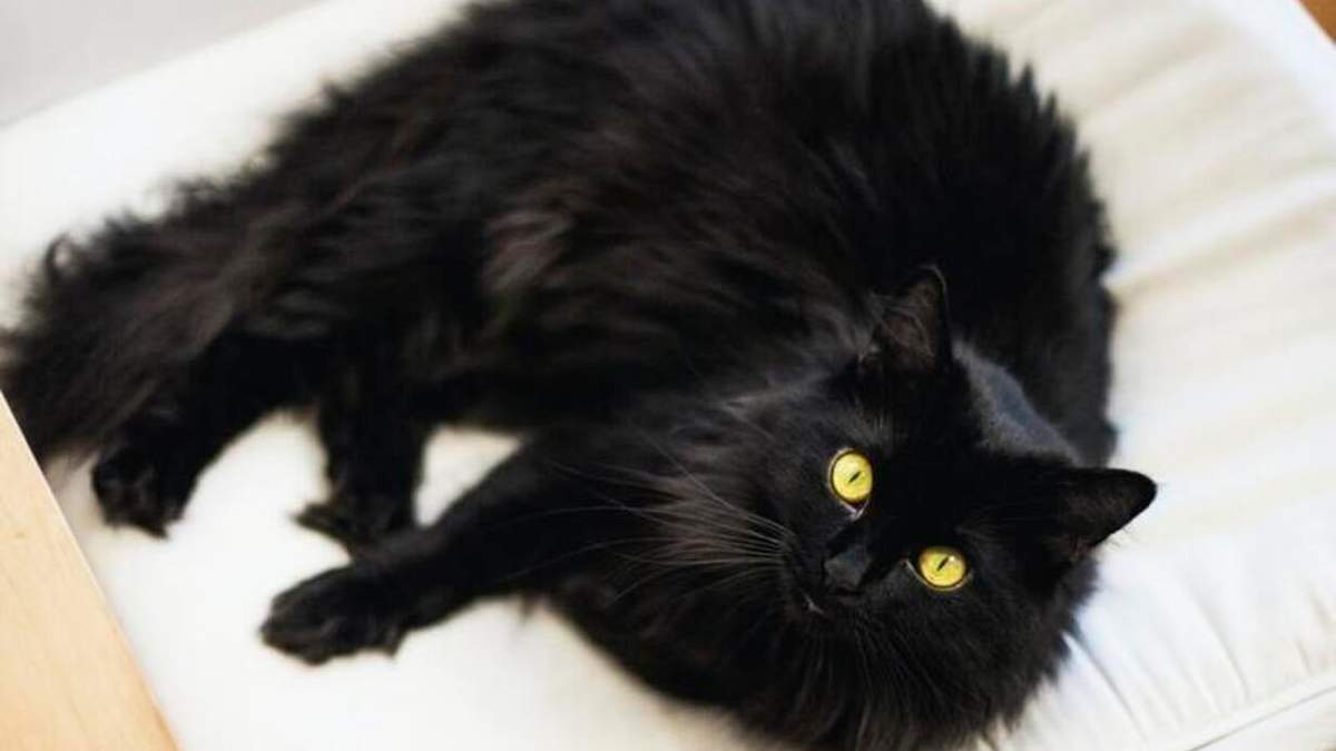 Цікаві факти про чорних котів