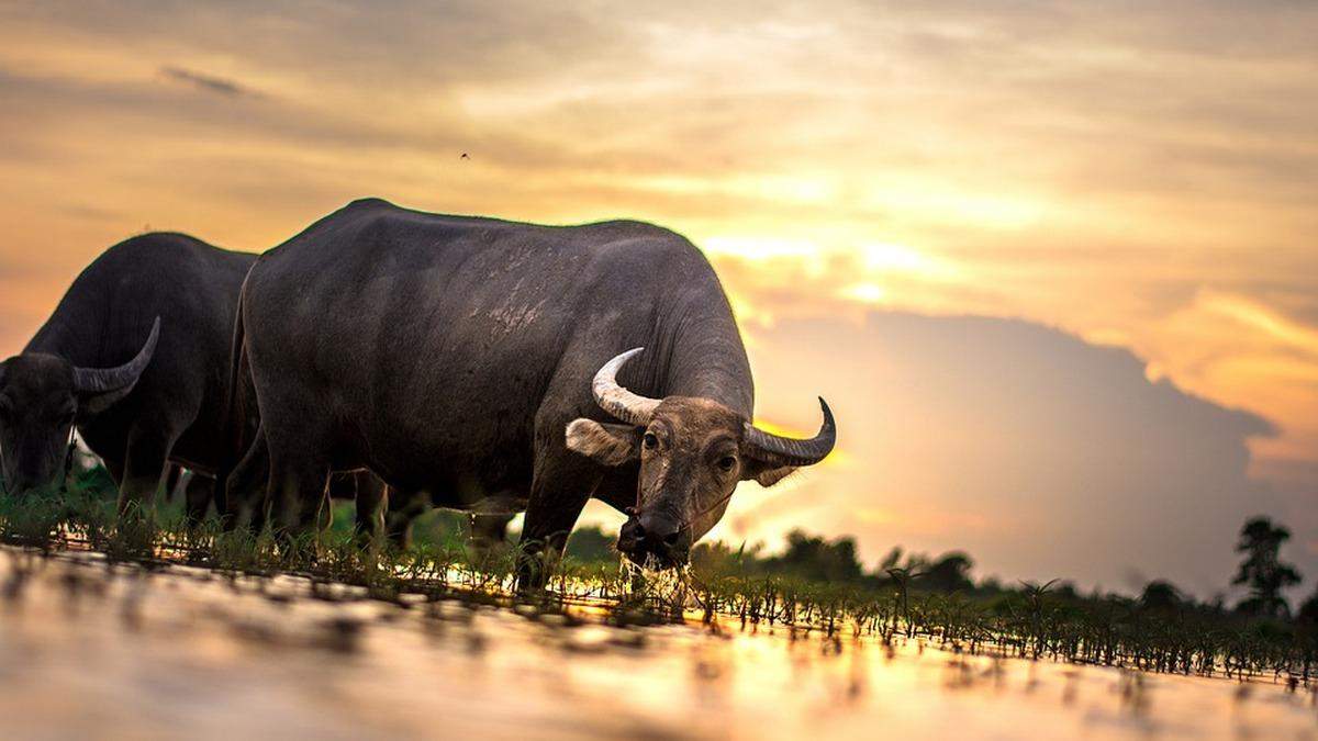 Спрятали 101 бутылку: в Индии буйволы помогли раскрыть преступление
