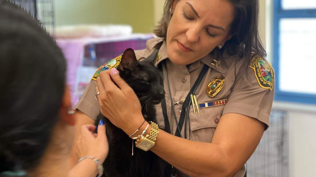 Под завалами дома в Майами нашли живого котика: как это случилось