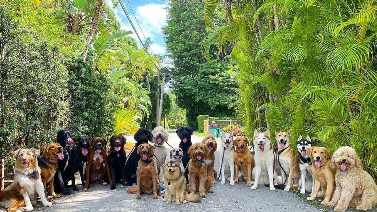 Идеальные модели: невероятные групповые фотографии собак, которым позавидует любой фотограф 