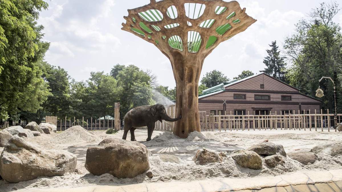 Огромный баобаб в вольере: новоселье слона из Киевзоо – фото