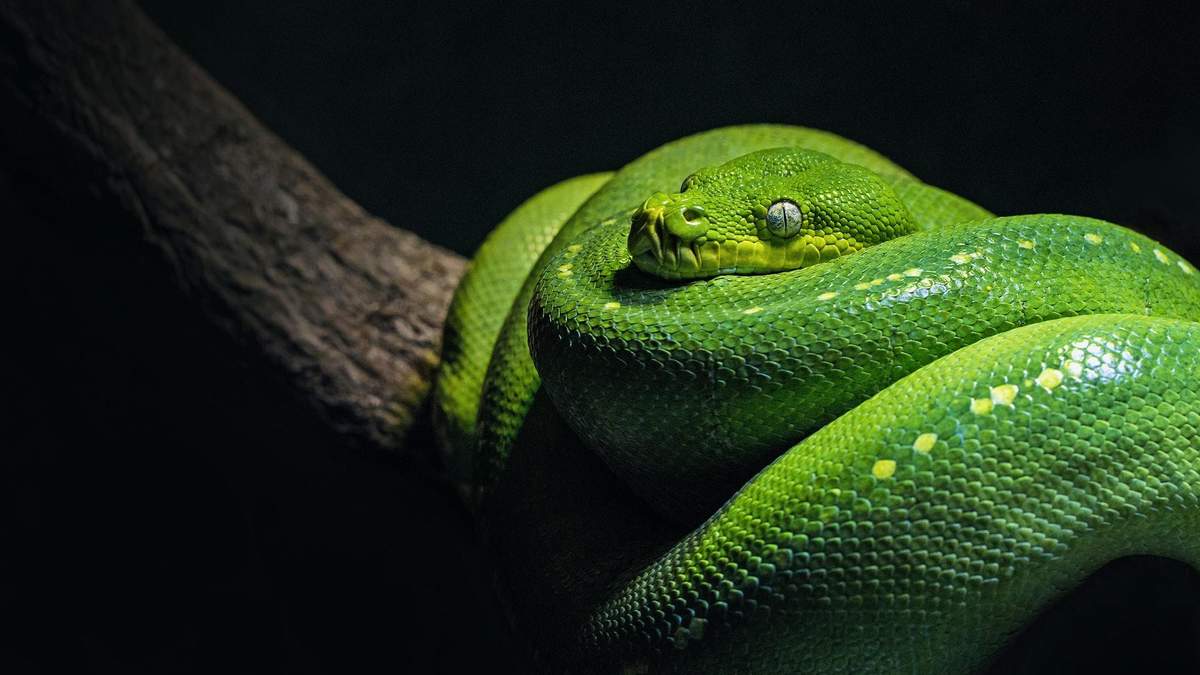 Всесвітній день змій: 10 маловідомих фактів про цих плазунів