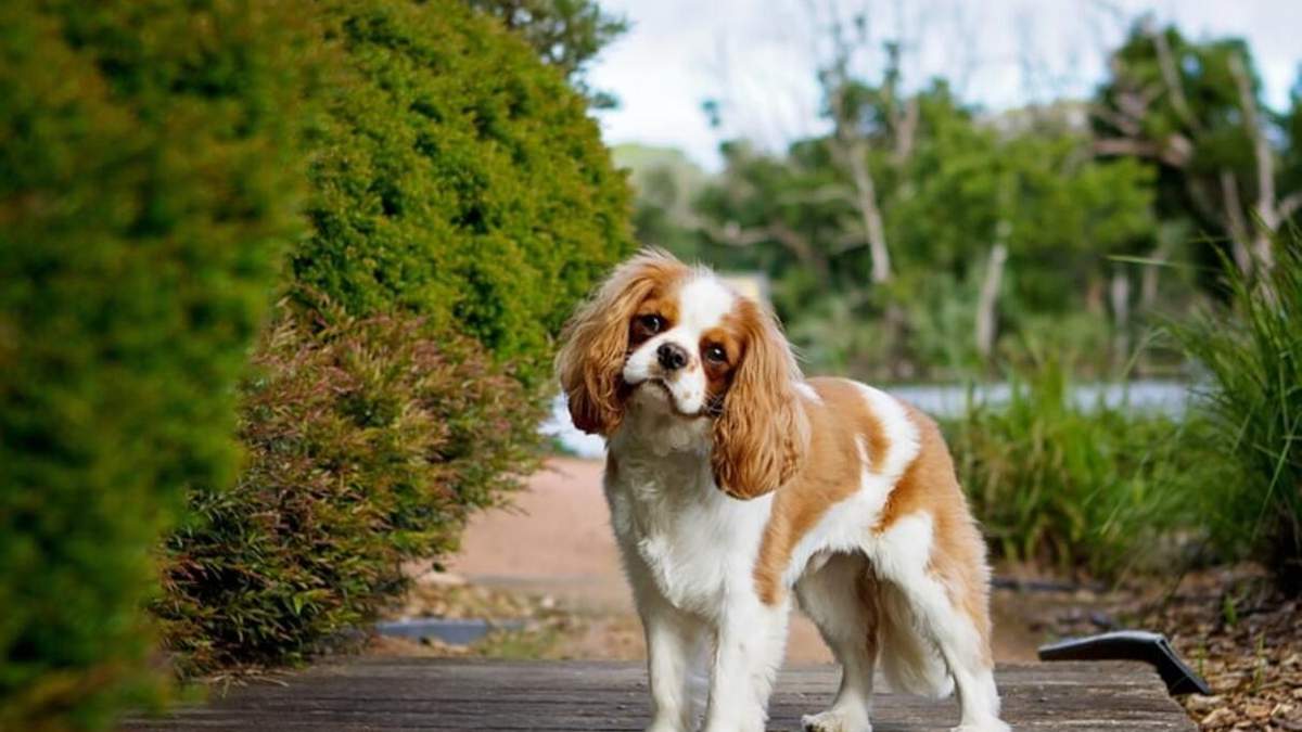 Найспокійніші породи собак: список і фото
