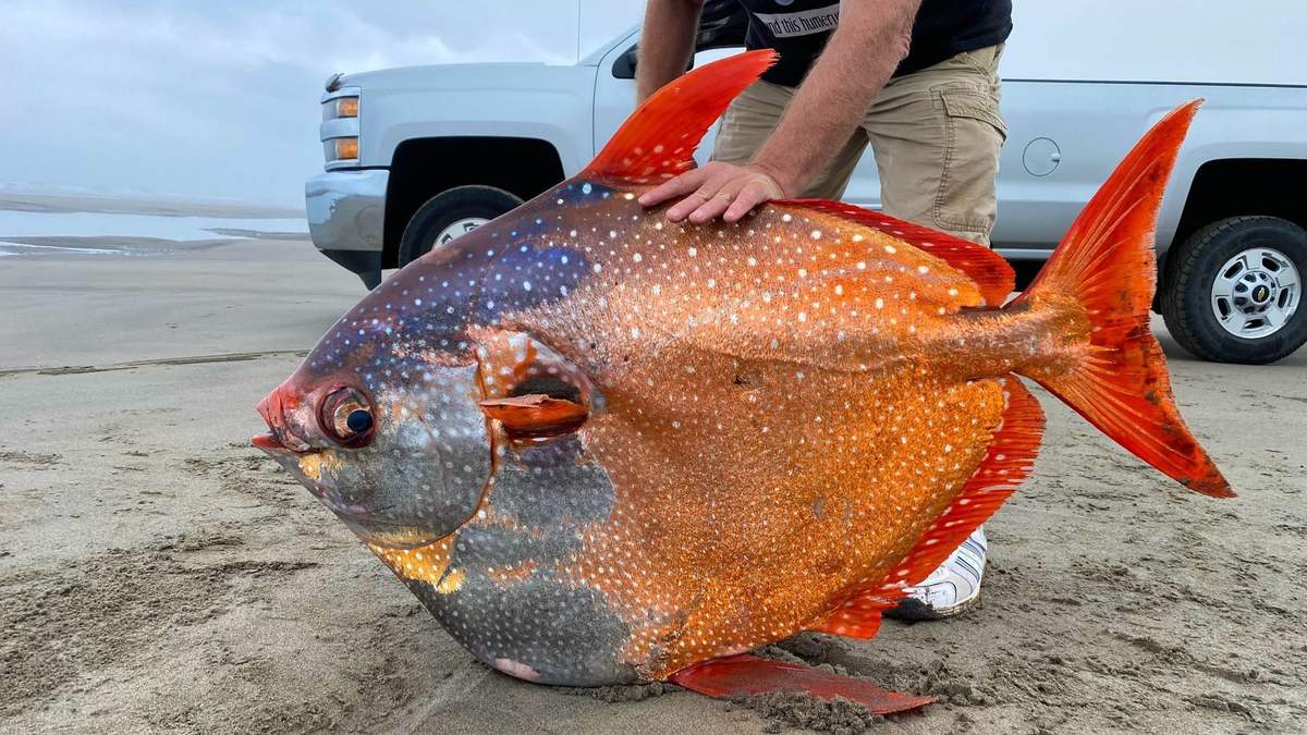 Гігантська місячна риба, яку вимило на берег Орегону: фото