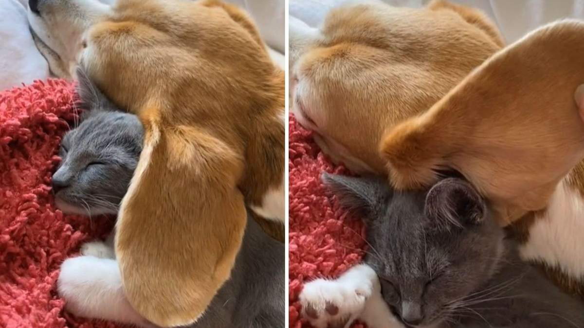 Кошка спит под ухом собаки, как под одеялом: милое видео