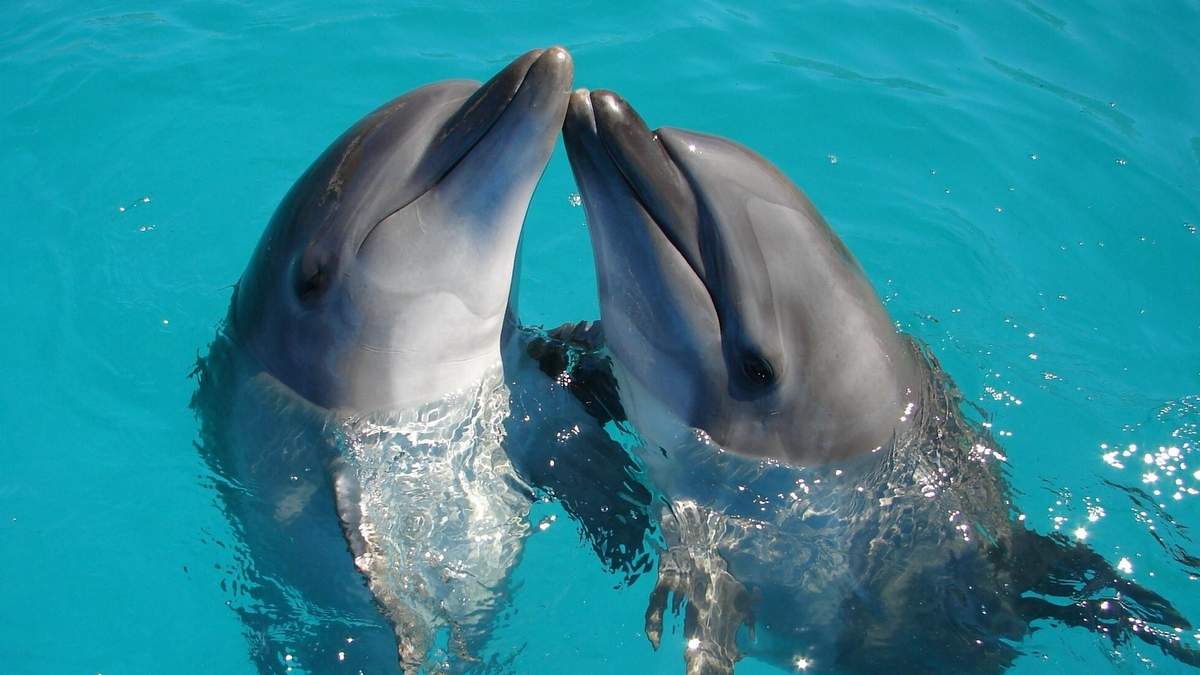 Всесвітній день китів і дельфінів: цікаві факти про цих тварин