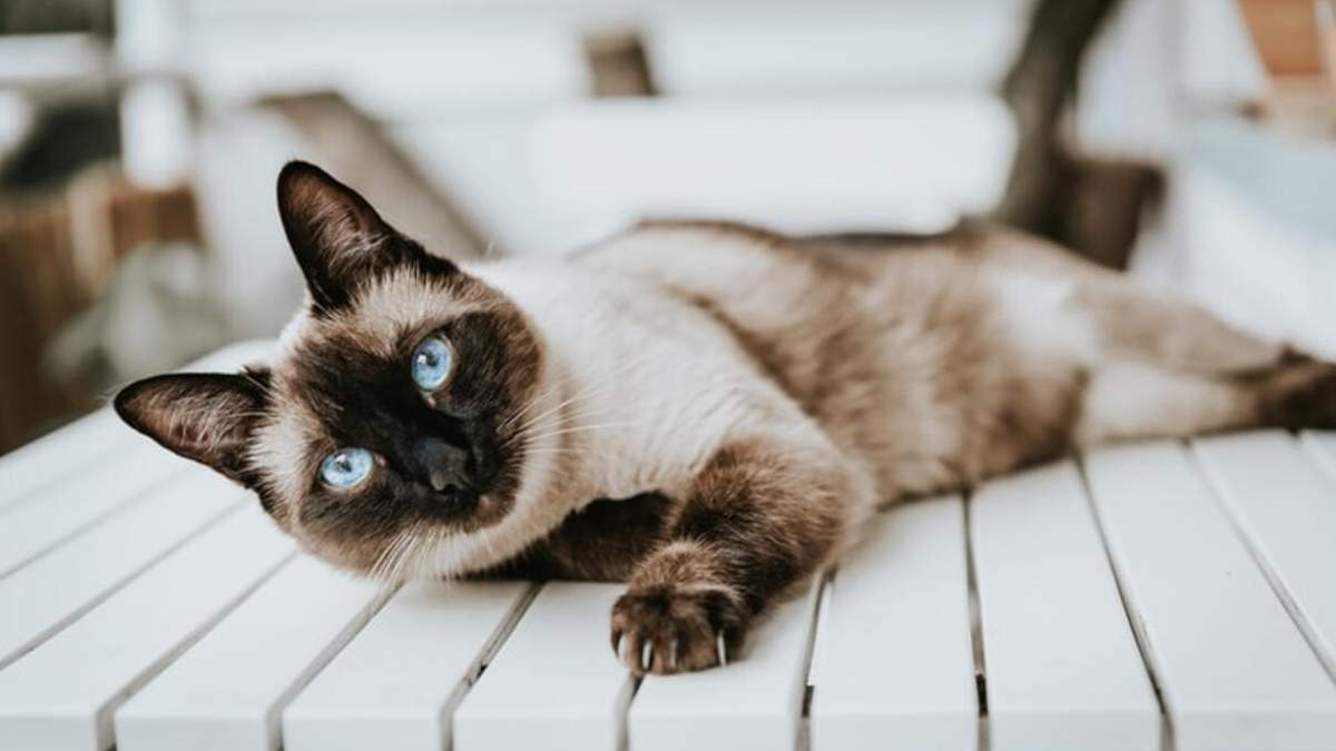 Породи котів, які живуть найдовше: фото і опис