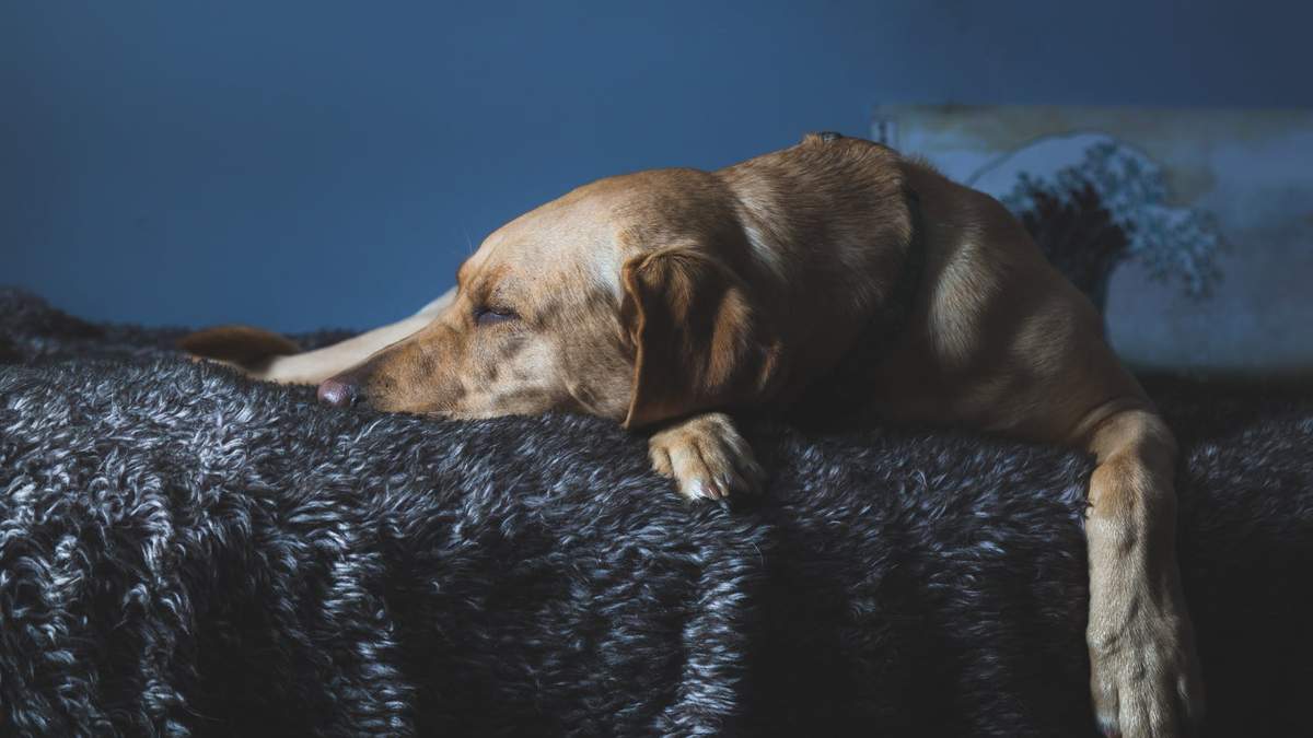 10 порід собак, які найбільше страждають від розлуки з господарем