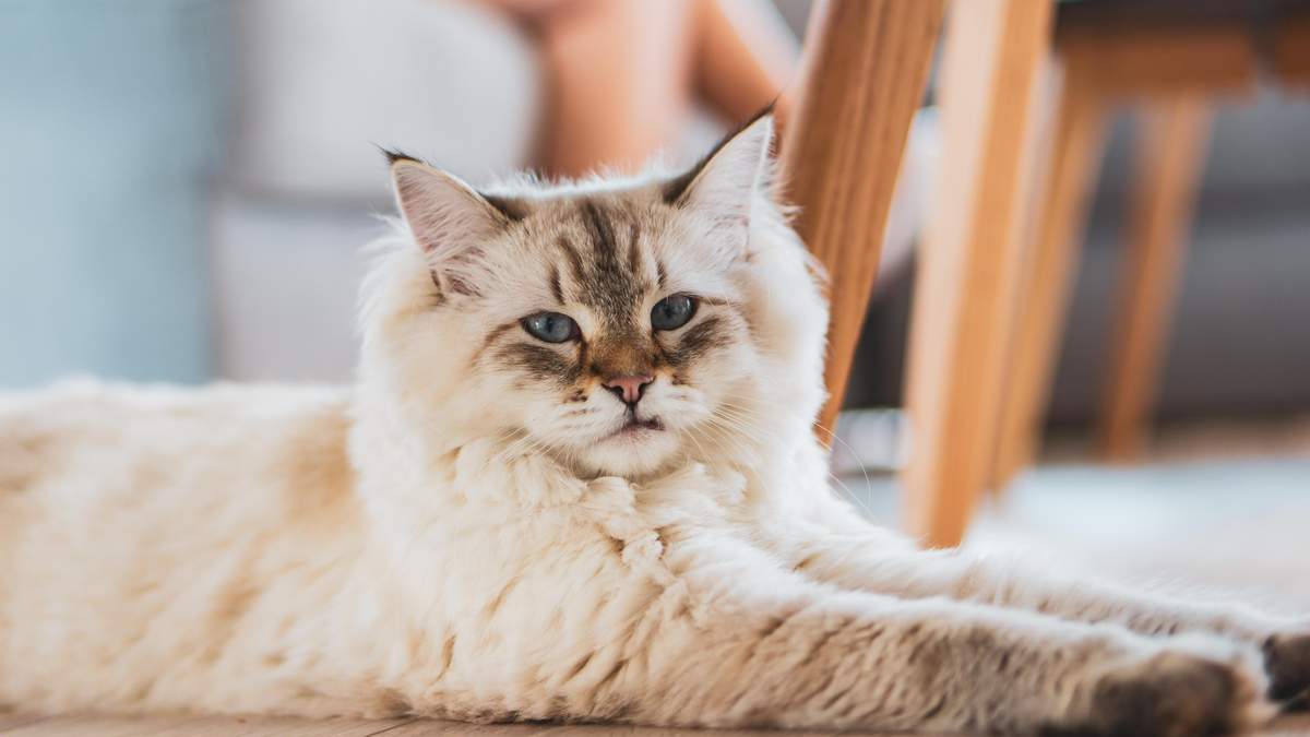 Здорова котяча шерсть: важливі поради з догляду і харчування - Pets
