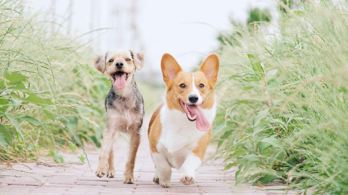 Первый год жизни собаки: что важно знать каждому владельцу - Pets