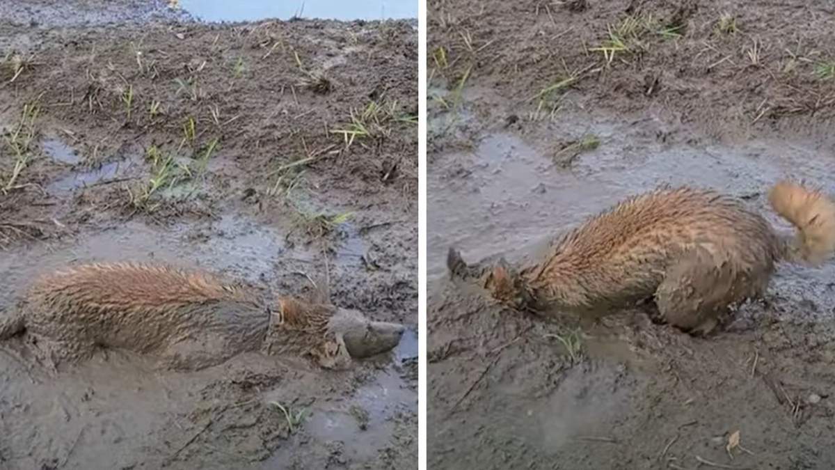Пес вывалялся в болоте так, что хозяин его не узнал: смешное видео