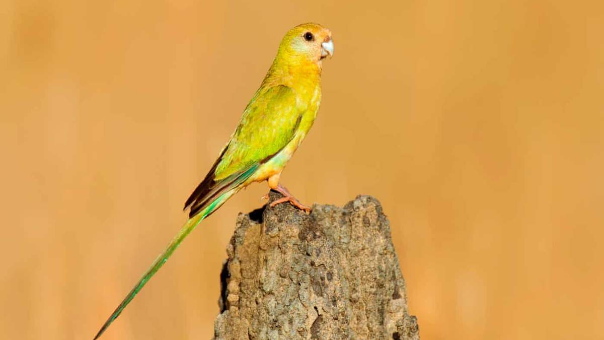 Ми втрачаємо цих птахів: боротьба за порятунок золотоплечого папуги - Pets
