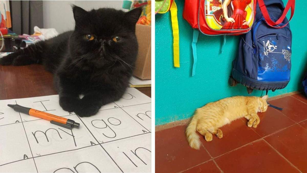 Эти кошки уже собрались в школу: забавные фото любимцев, которые хотят учиться - Pets