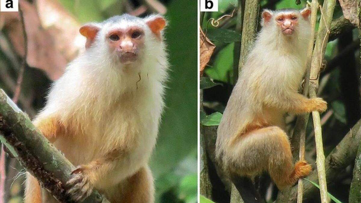 Вчені відкрили новий вид мавп в лісах Амазонії: фото
