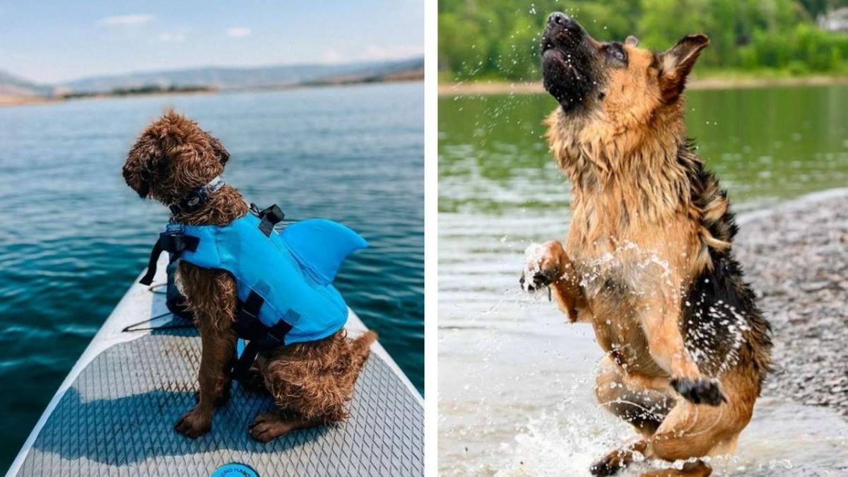 Наслаждаются последними днями лета: 10 милых фото собак на отдыхе - Pets