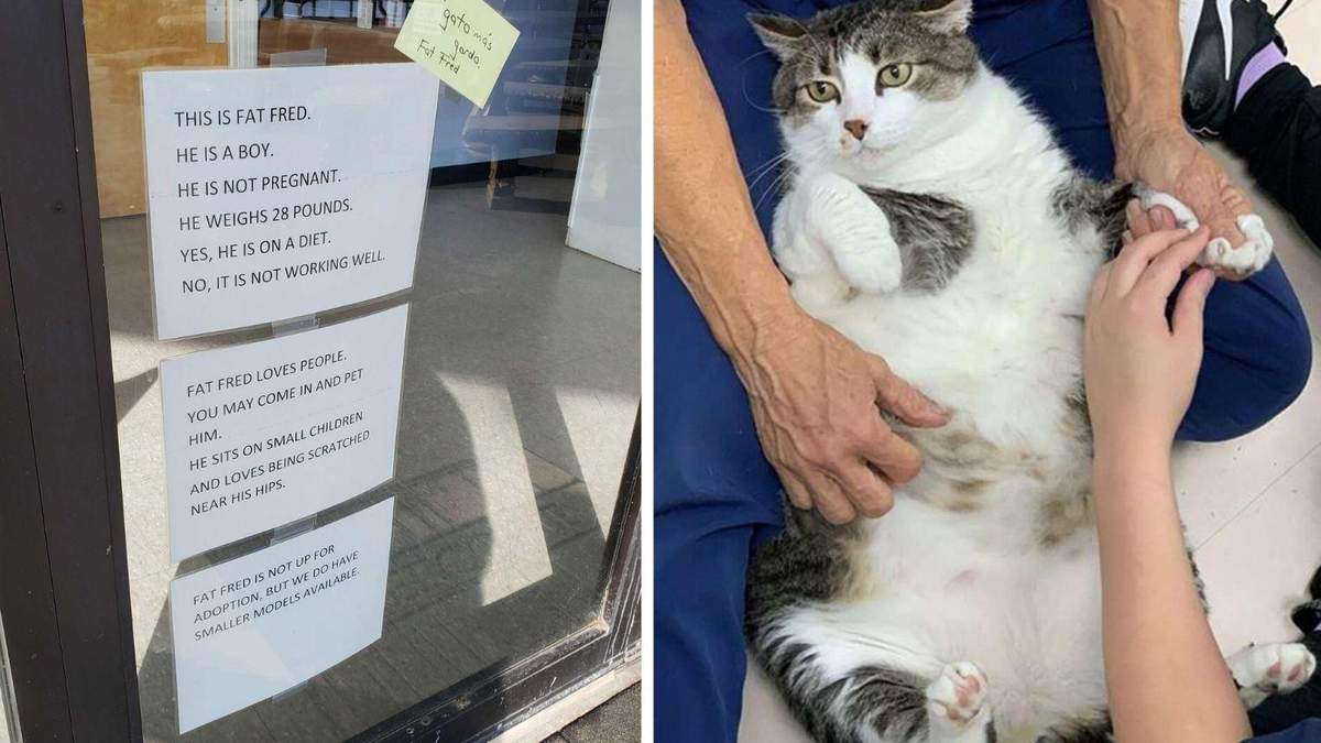 Не беременный, сидит на диете: толстый кот стал звездой больницы для животных – курьезные фото - Pets