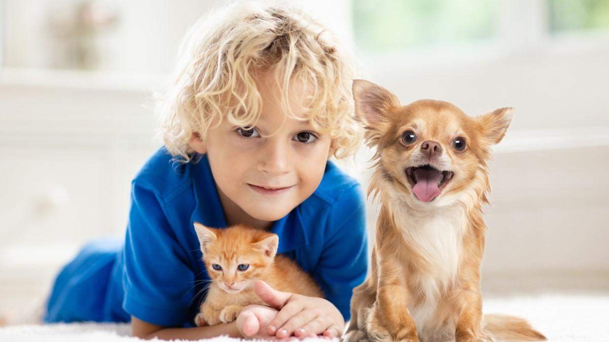 6 способов защитить домашних любимцев от блох: плюсы и минусы - Pets
