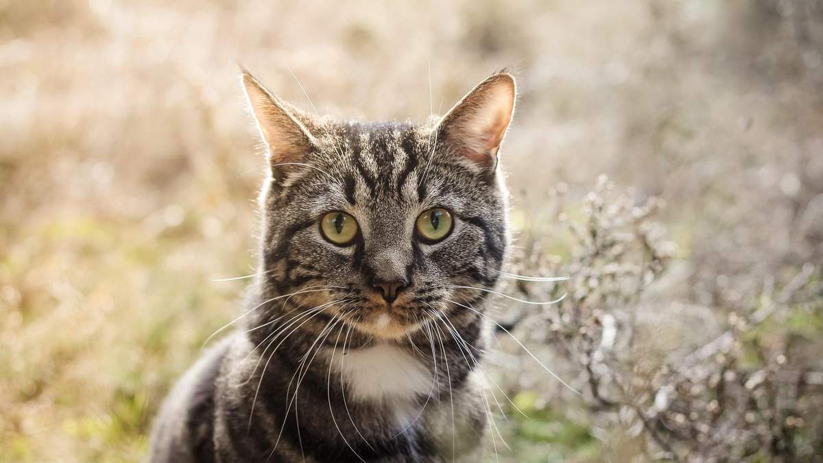 Как у кошек появились полоски: интересное объяснение ученых - Pets