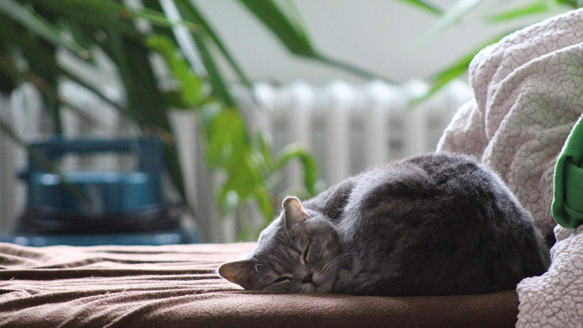 Котов не успокаивает вещи, которые пахнут хозяином, – новое исследование - Pets