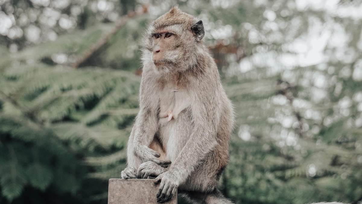 Выбрала себе жертву: как умная обезьяна вернулась в деревню, чтобы отомстить - Pets