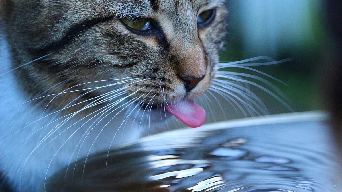 Почему коты пьют мало воды и как предотвратить их обезвоживание - Pets